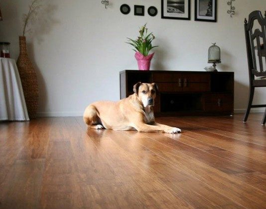 Pet friendly floor | Brooks Flooring Services Inc