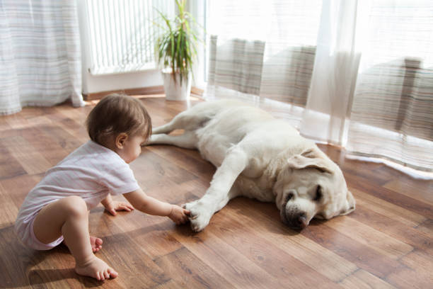 Kid playing with dog | Brooks Flooring Services Inc