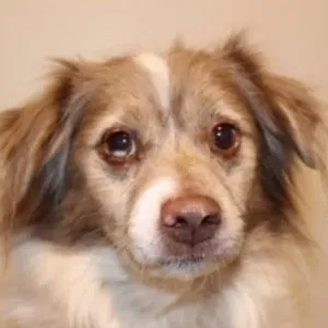 imgi_10_Frodo-Sales-Dog