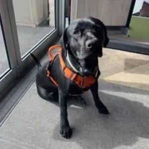 imgi_9_Taylor-Dog-Security